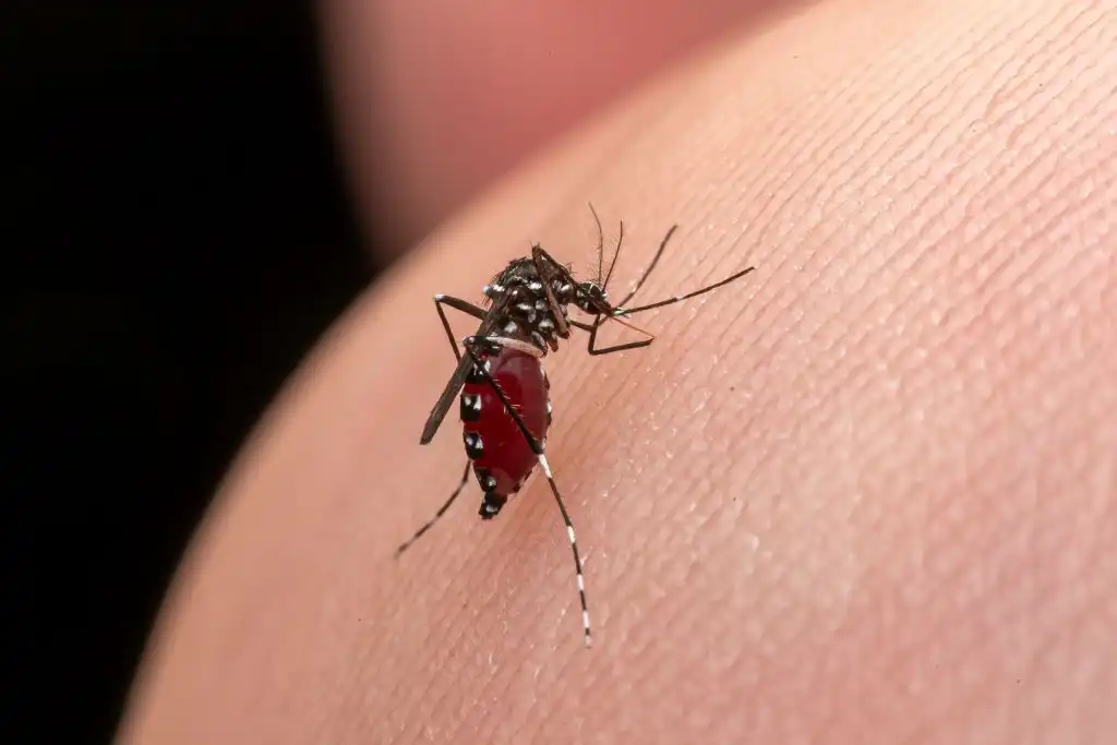 virus de oropouche