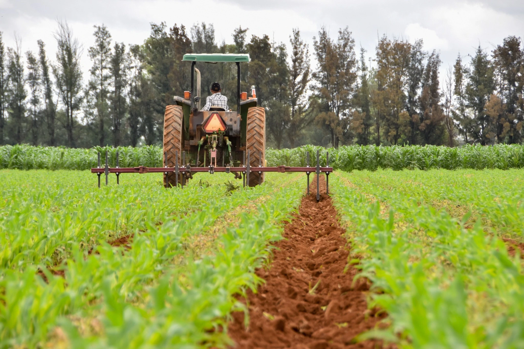 Al fin, productores de Aguascalientes comienzan sus cosechas