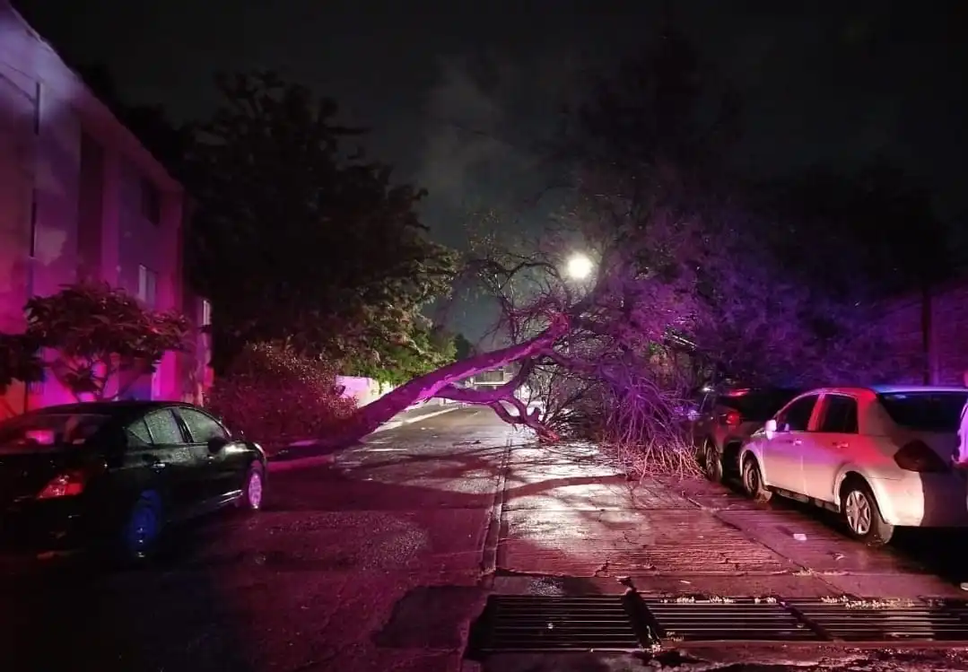 Repondrán árboles derribados por lluvias en Aguascalientes
