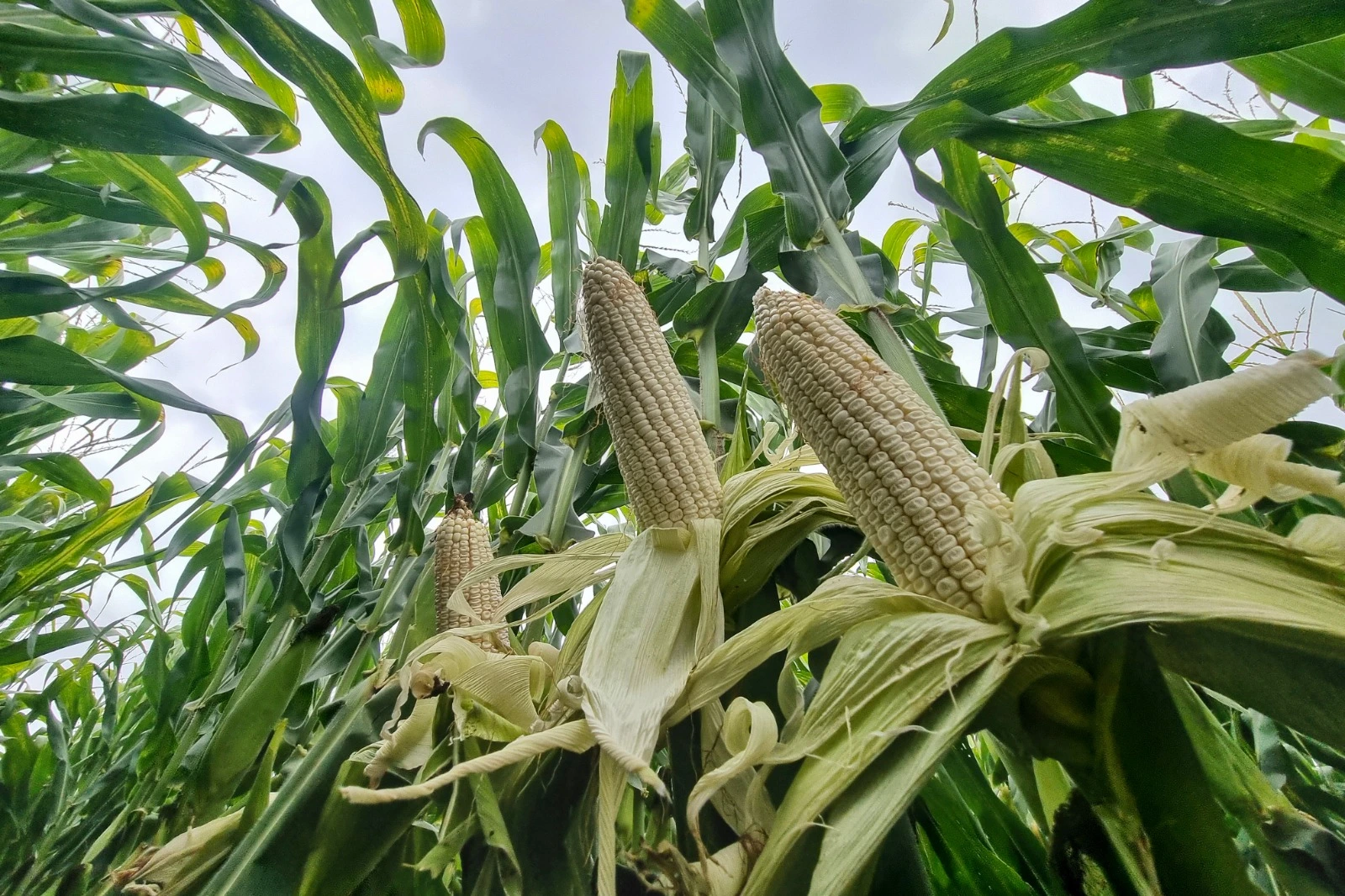 Tras sequía, productores de San José de Gracia vuelven a cultivar este año