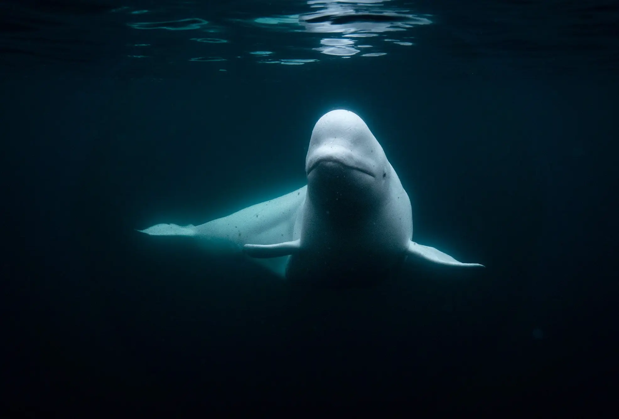 Ballena espía
