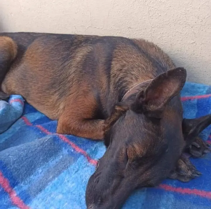 Laika, la perrita duranguense que ganó un amparo para no regresar con su dueño maltratador