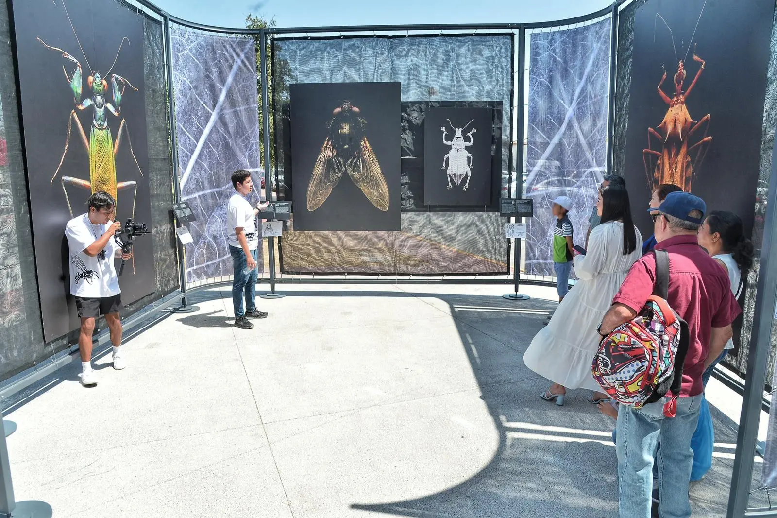 Bebeleche avanza en su reconstrucción y se despide de exposición INSECTUS