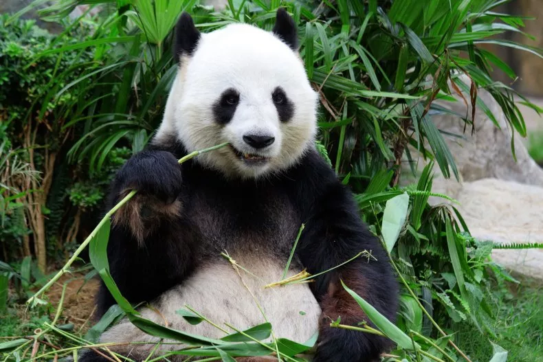Pandas bambú