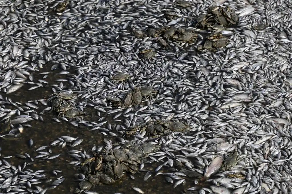 Peces muertos