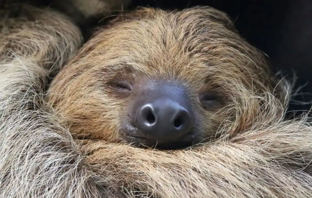 El adorable perezoso no se adapta al cambio climático: está en riesgo de extinción