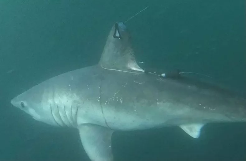 Violencia entre tiburones: se resuelve el misterioso asesinato de una hembra preñada