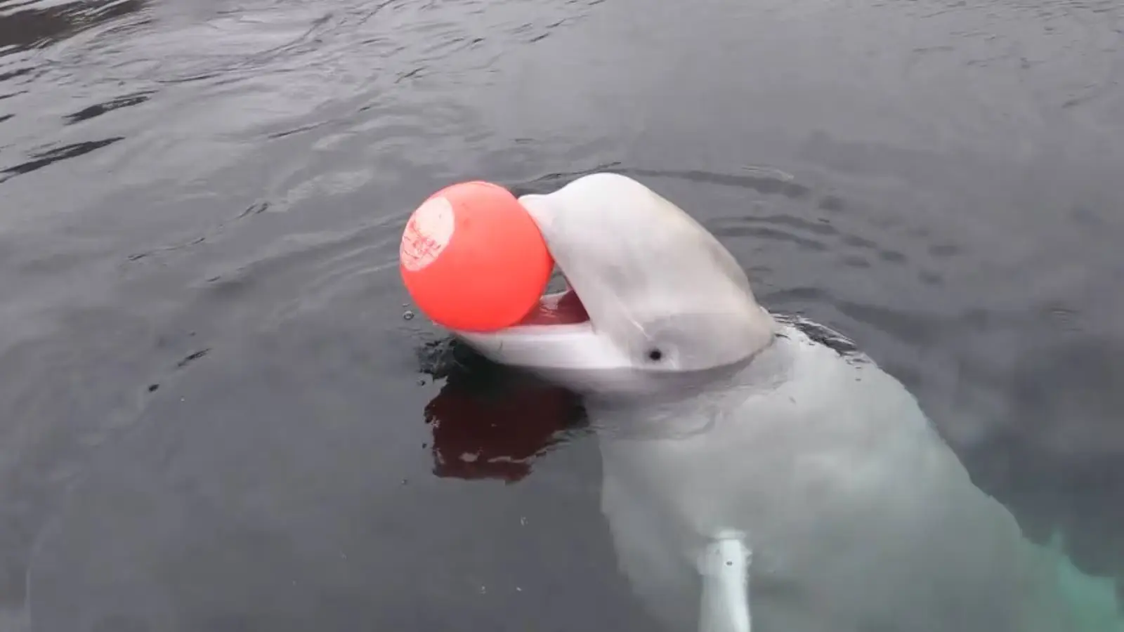 Una ballena blanca señalada como espía rusa es hallada muerta