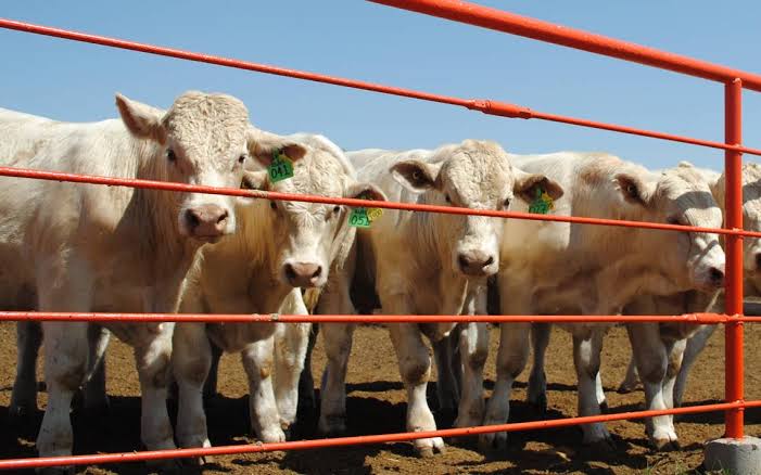 Durango sí puede exportar ganado, asegura gobierno 