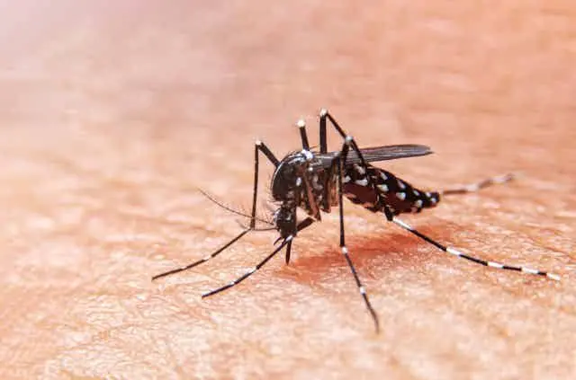 Van dos defunciones y más de 200 casos de dengue en Durango