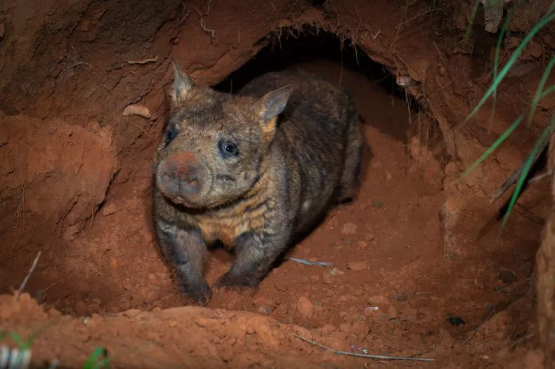 Ecologistas descubren adorable mamífero bebé, pero extremadamente raro