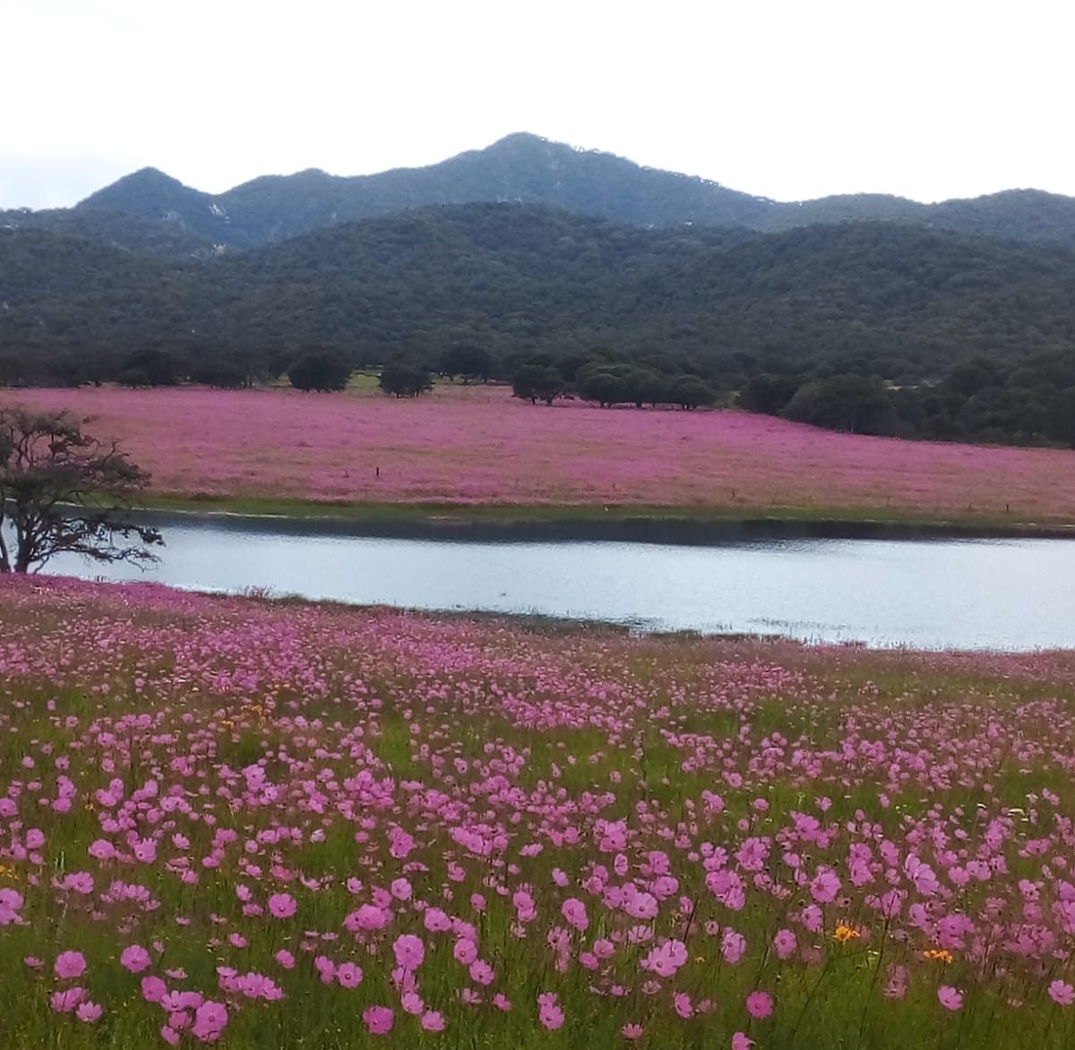 No es Suiza, ¡es Aguascalientes! Aquí te decimos cómo encontrar los campos de mirasoles 