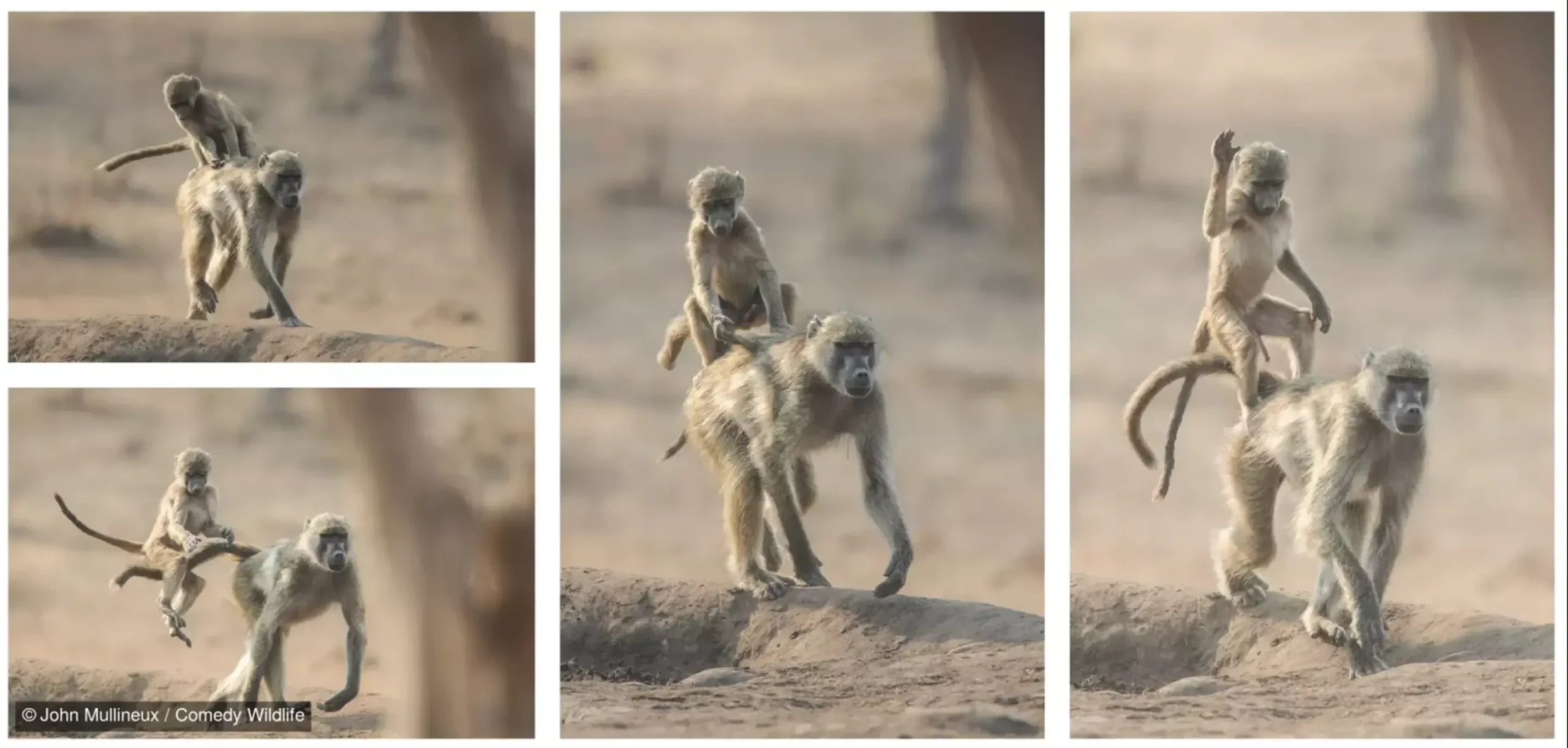 Águilas, pingüinos, focas&#8230; conoce a los finalistas del Comedy Wildlife Photo 2024