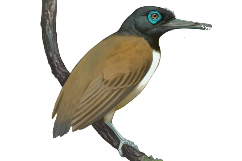La ciencia descubre un extraño pájaro con dientes en su pico