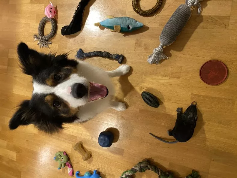 perros superdotados