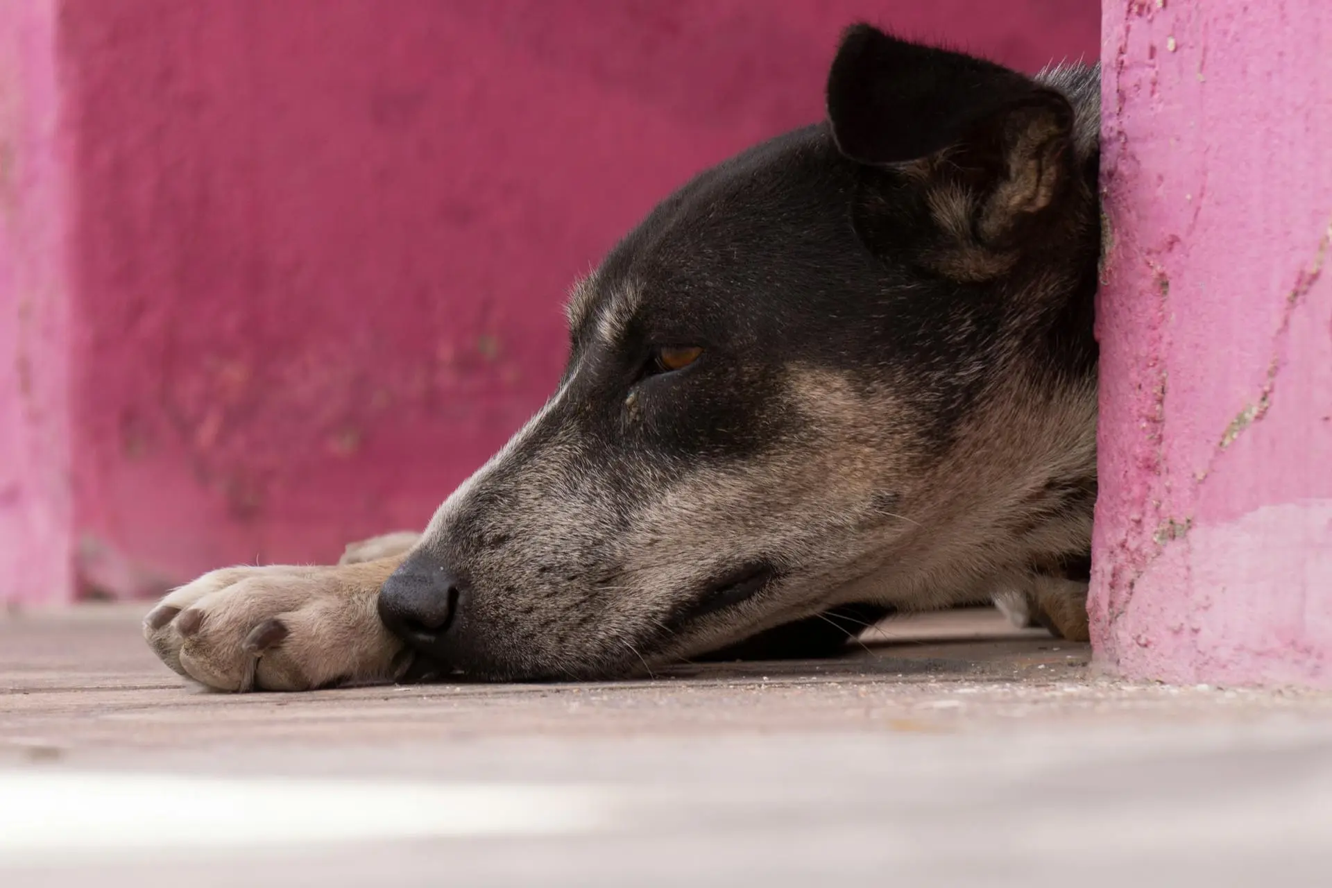 Abandonan hasta 50 perros al mes en Bosque de Cobos