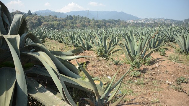 Advierten problema sanitario con el abandono de la huertas de maguey en Guanajuato
