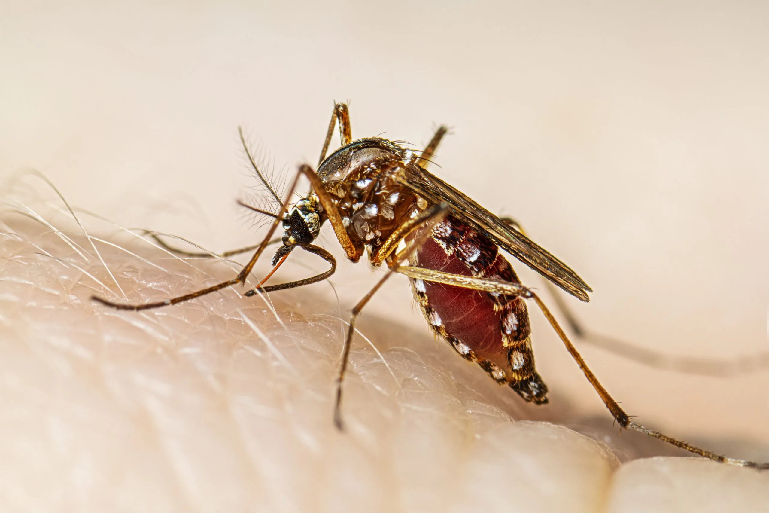 Se detona dengue en Aguascalientes: se registran 35 veces más casos que el año pasado