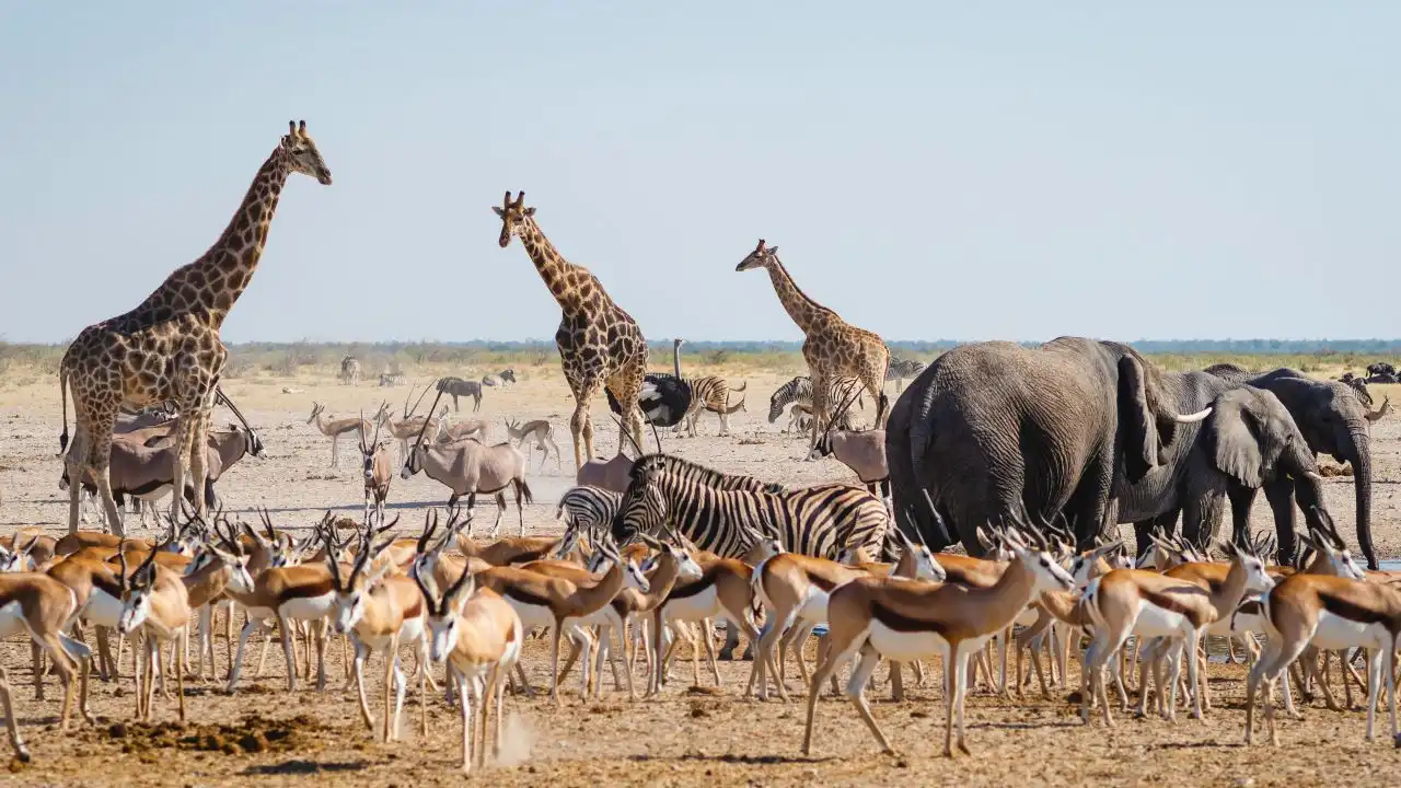 Hoy tenemos 73 por ciento menos animales silvestres que hace 50 años