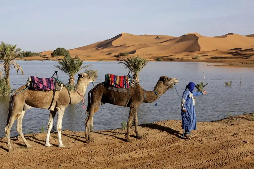 Lluvias inusuales devuelven la vida a lagos y estanques del desierto del Sahara