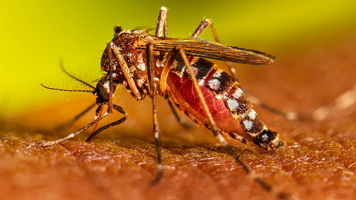 Tras fallecimientos por dengue, pide diputado emitir alerta en Aguascalientes