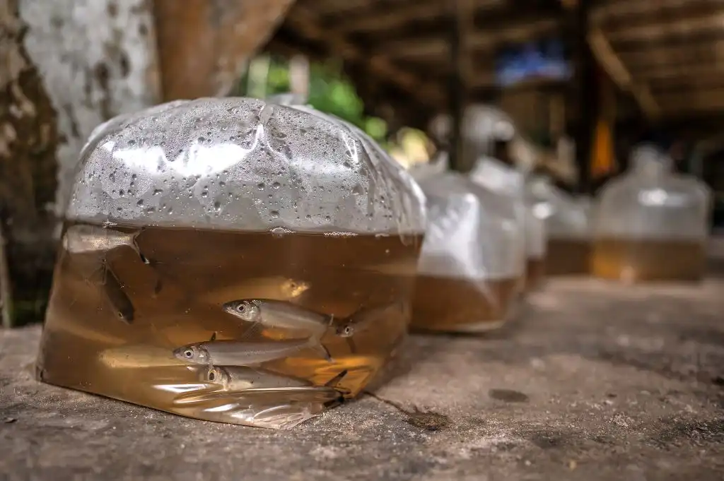 ¿Qué es la pesca ornamental? Un negocio importante para los pescadores indígenas