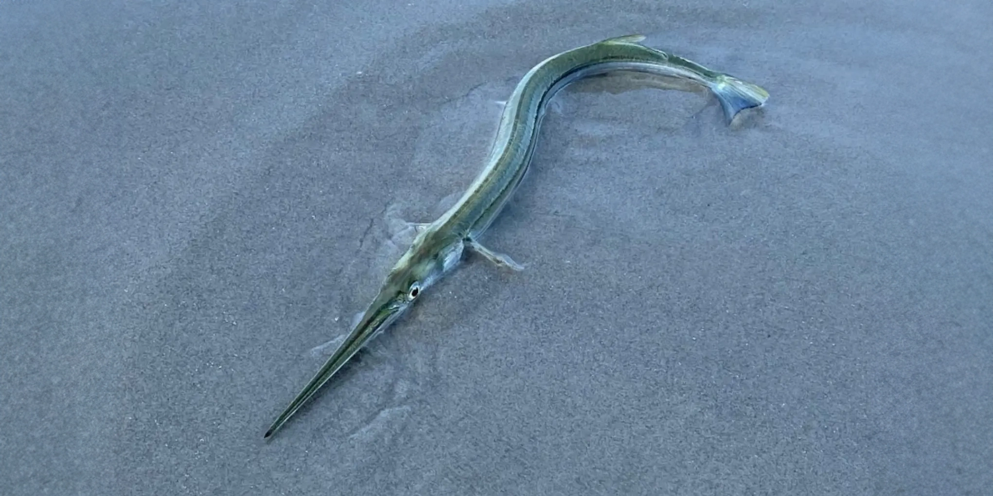 Un pez aguja mata a una surfista; ¿qué hace tan peligrosa a esta especie marina?