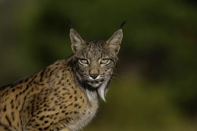 Supervivencia lince
