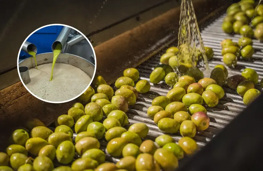 El desecho de la aceituna podría tener importantes beneficios para la salud
