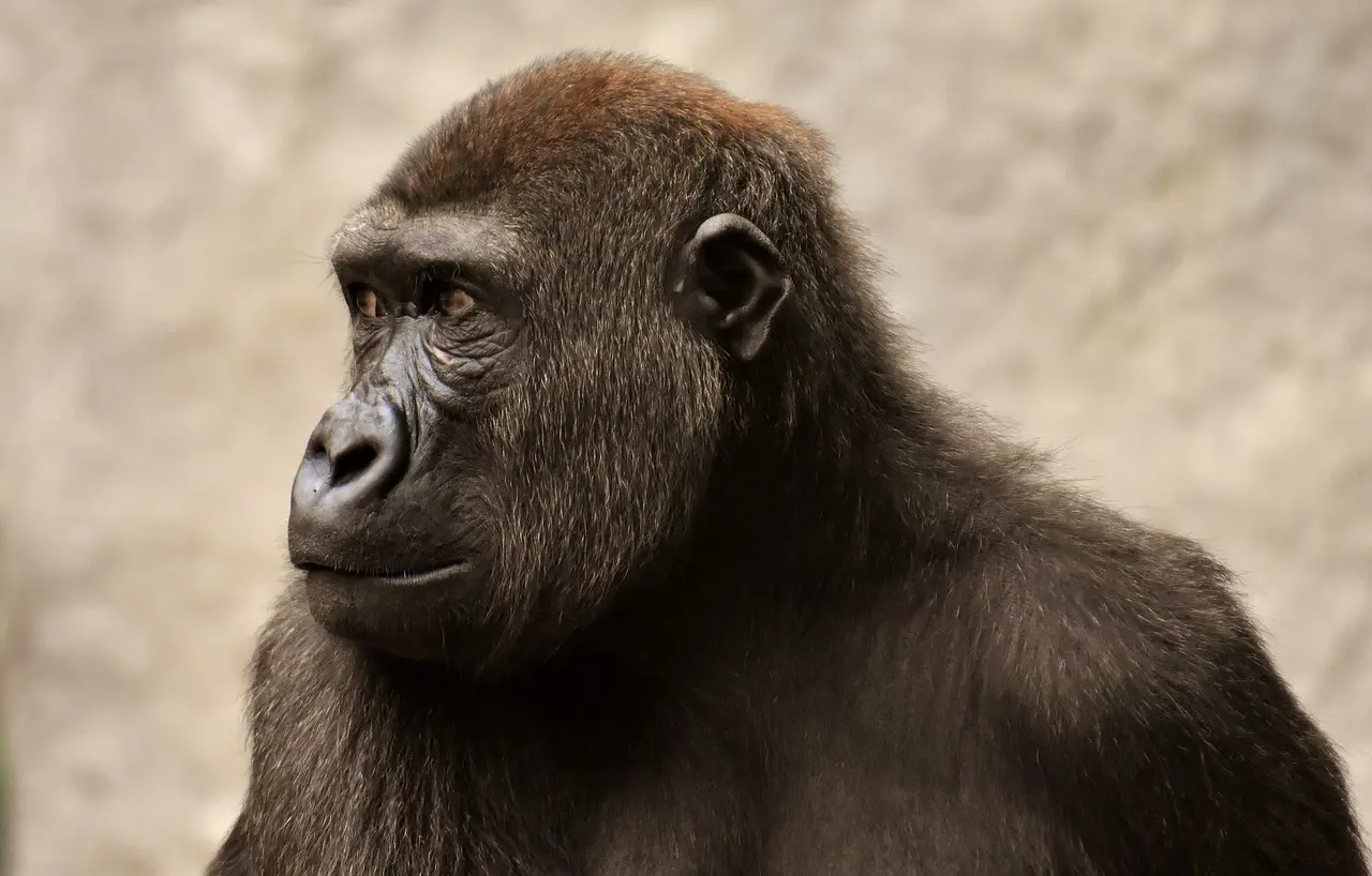 Científicos consiguen restaurar la visión de un mono con células madre humanas