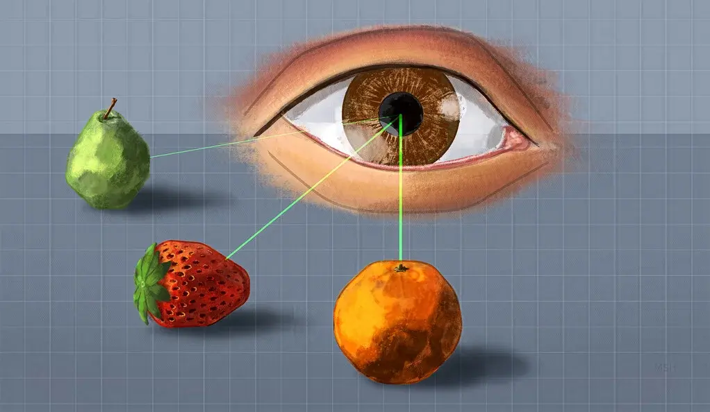 El desorden visual altera el flujo de información en el cerebro