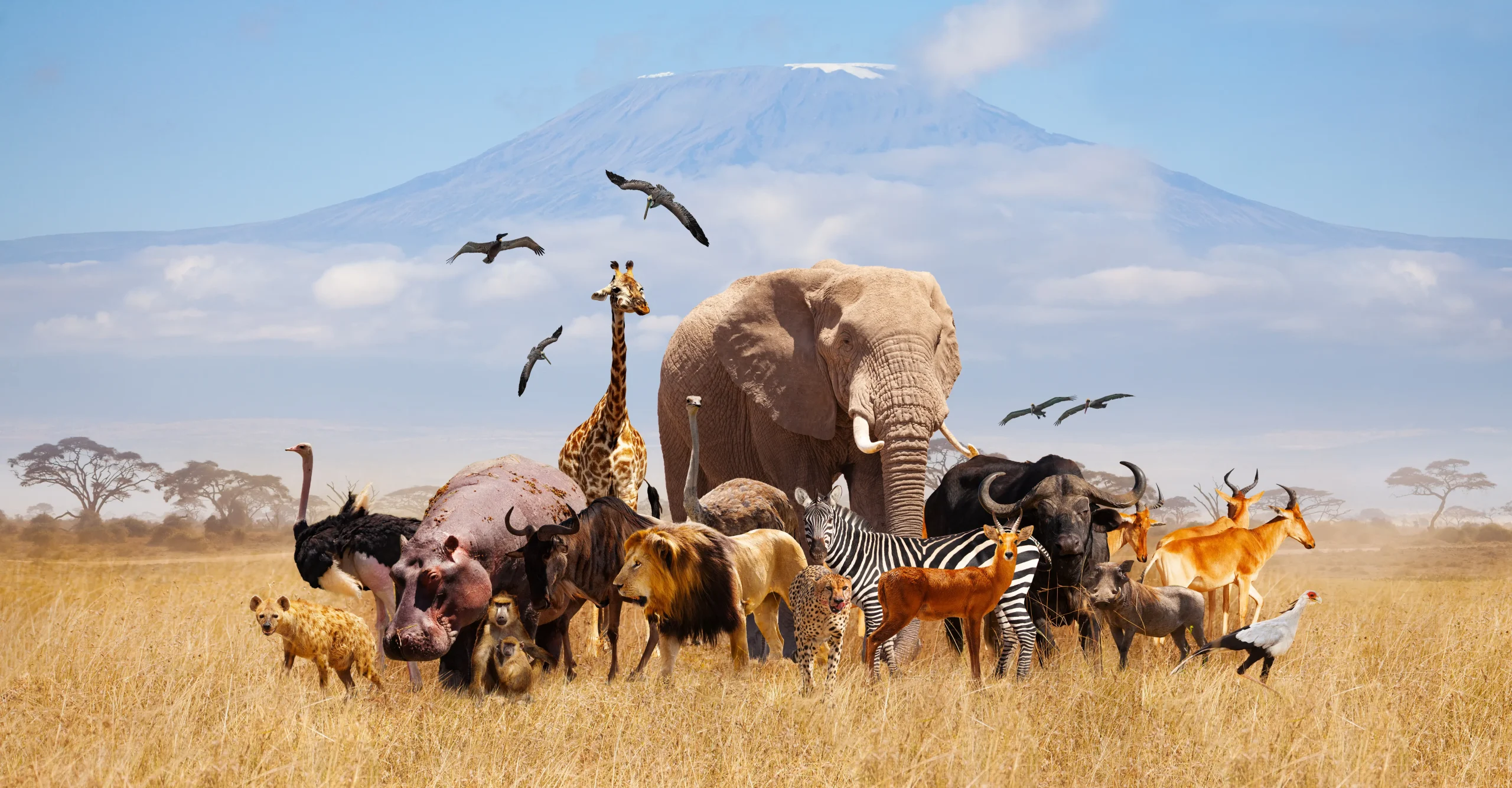 Día Mundial de los Animales: 22 por ciento de las especies está en peligro de extinción