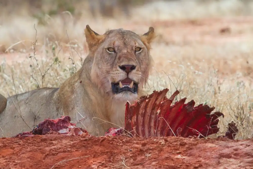 El ser humano formaba parte de la dieta de estos leones, confirma evidencia genética