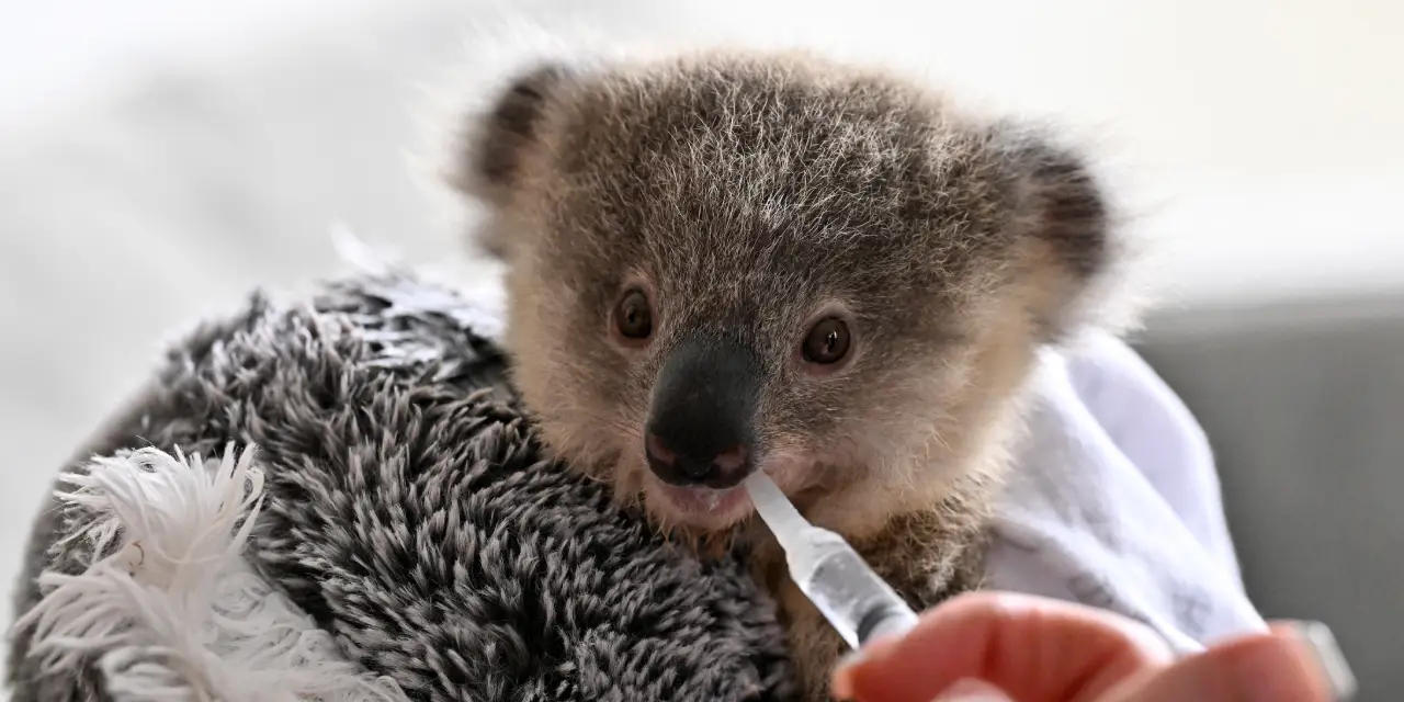 Los automóviles se convierten en un enemigo mortal de los koalas