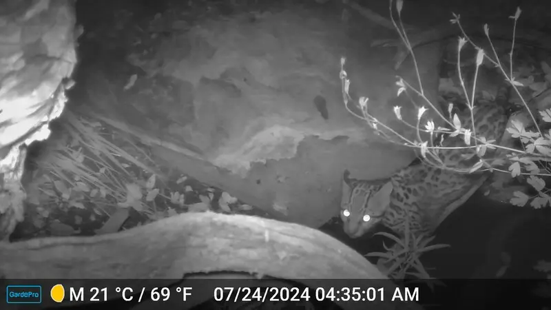 La ciencia capta nuevas imágenes de un raro ocelote en peligro de extinción