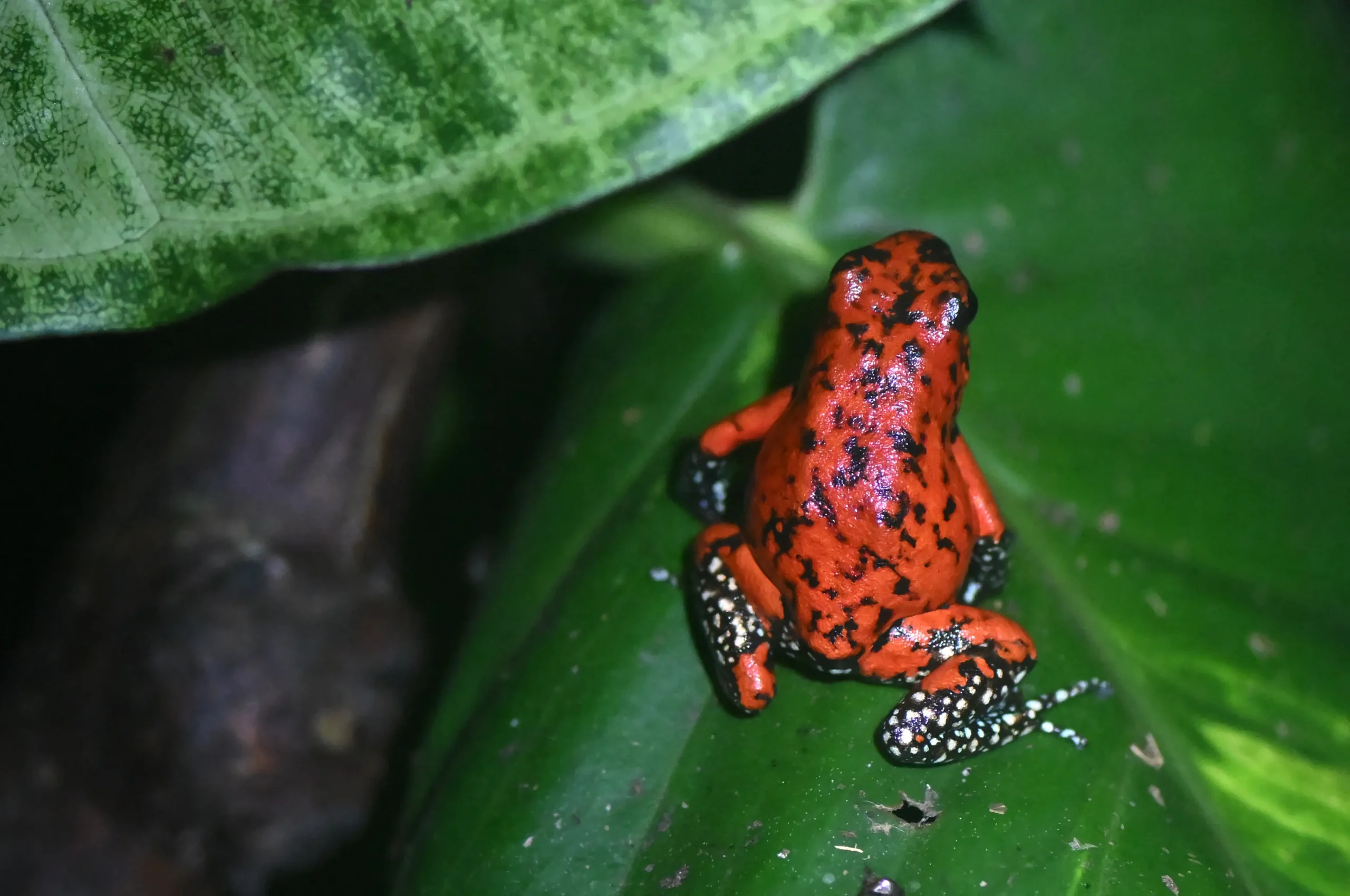 ranas arlequín