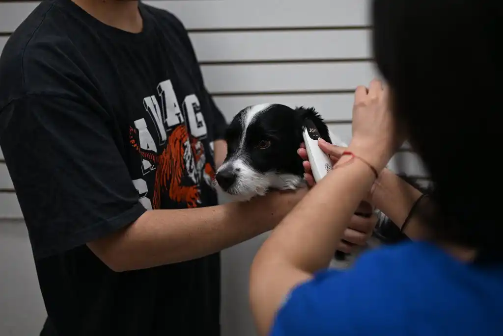 Vacuna de esterilización para los perros, ¿cómo funciona?