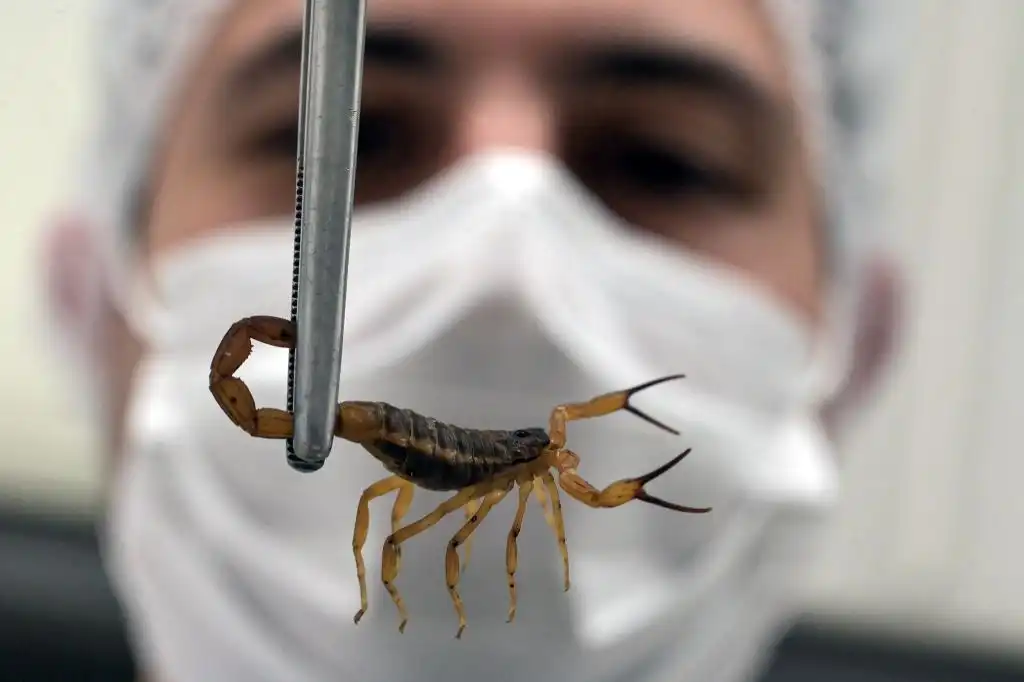 El letal escorpión amarillo se fortalece gracias al cambio climático