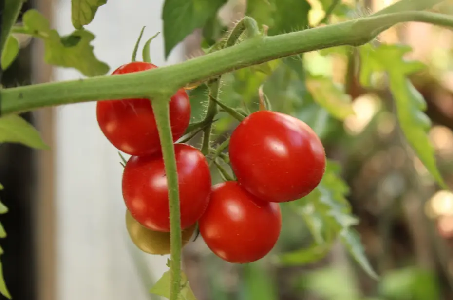 ¡Salsa de tomate al instante! Con solo modificar dos genes se produce jitomate más dulce