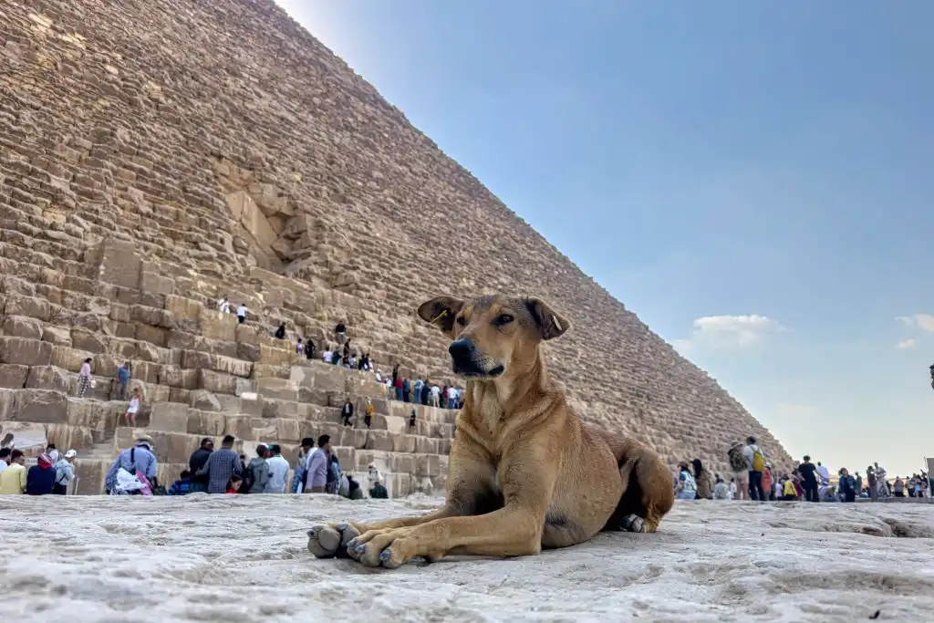 Perros callejeros invaden las pirámides de Egipto y causan sensación entre los turistas