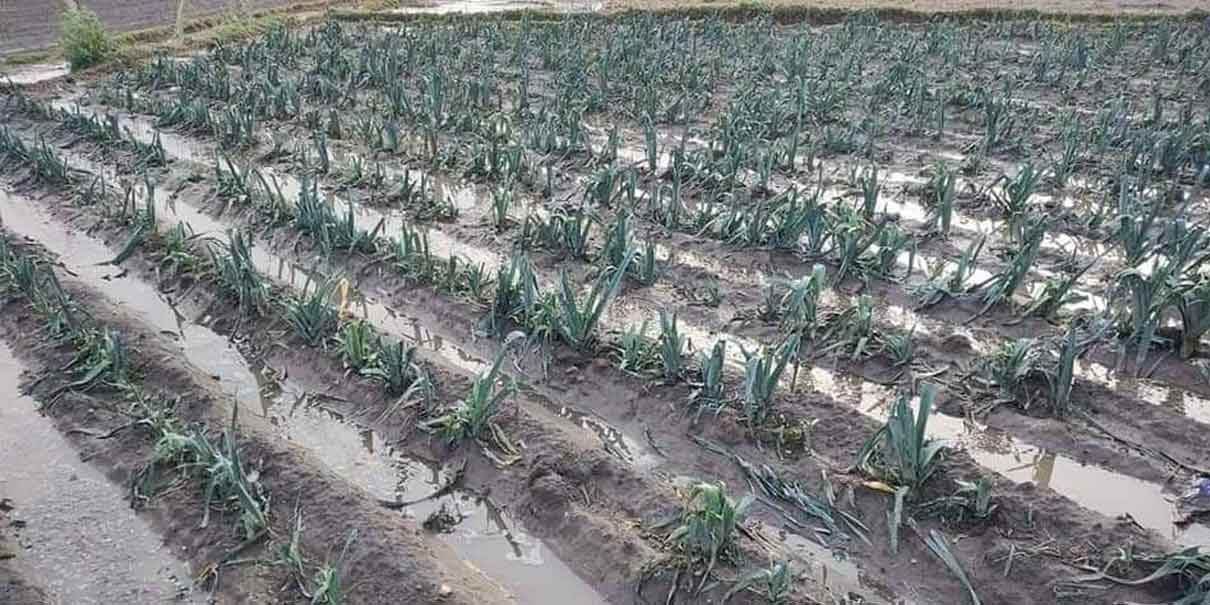 Puebla registró afectaciones en siembras por sequía, lluvias, heladas e incendios en 145 municipios