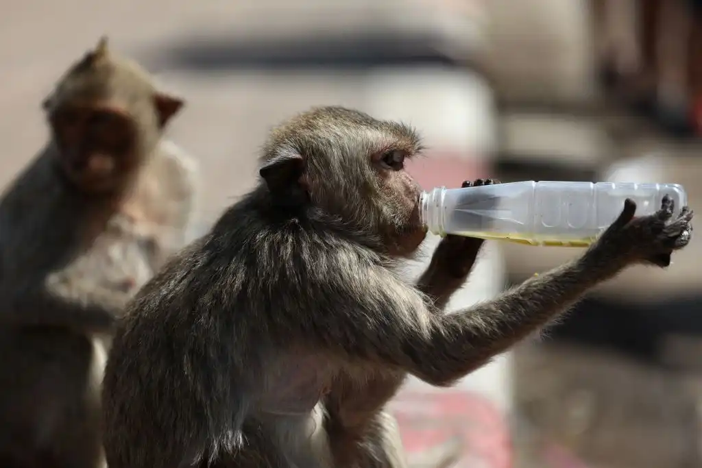 animales basura plástica