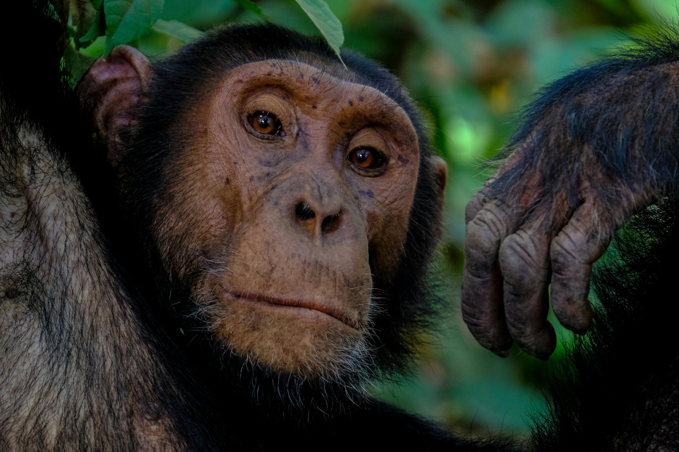 Los chimpancés cambian su desempeño cuando los vemos