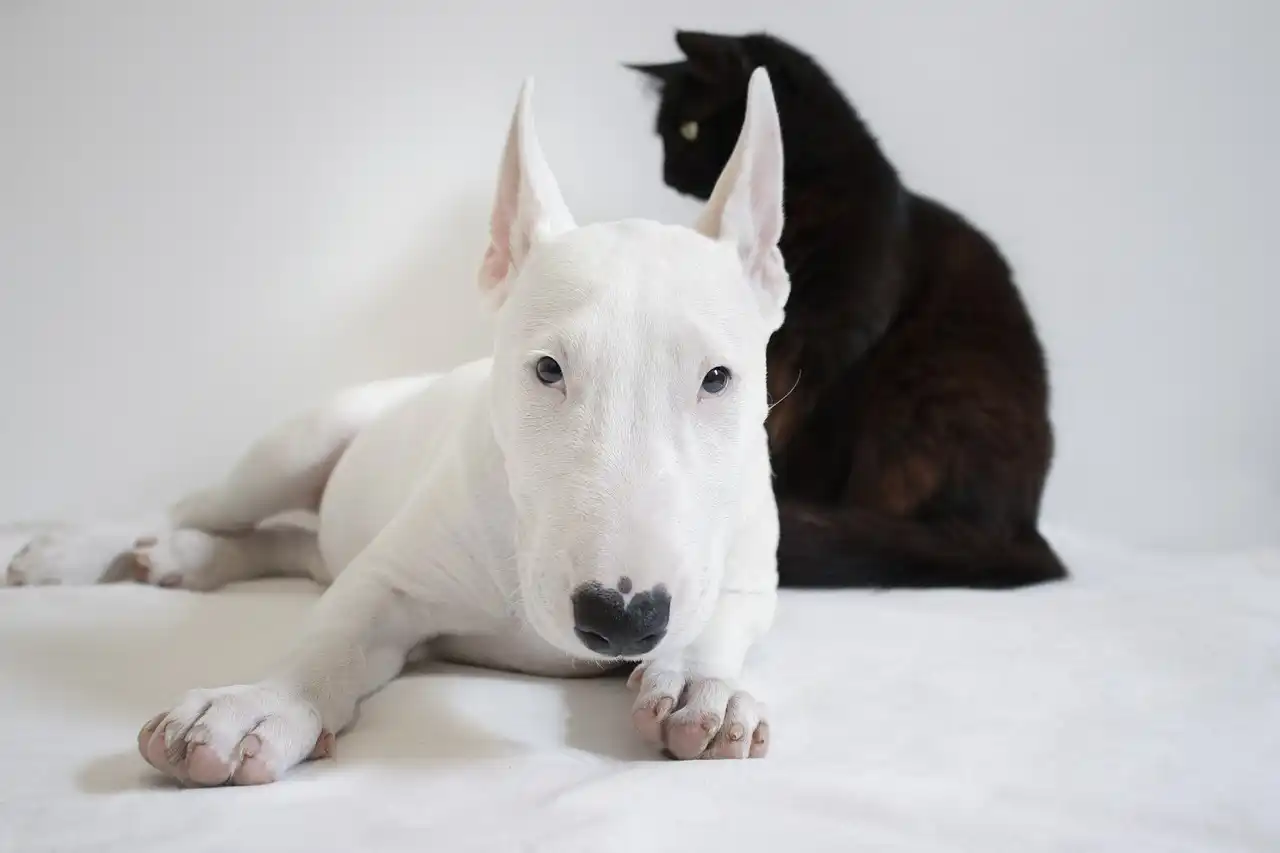 clonación mascotas
