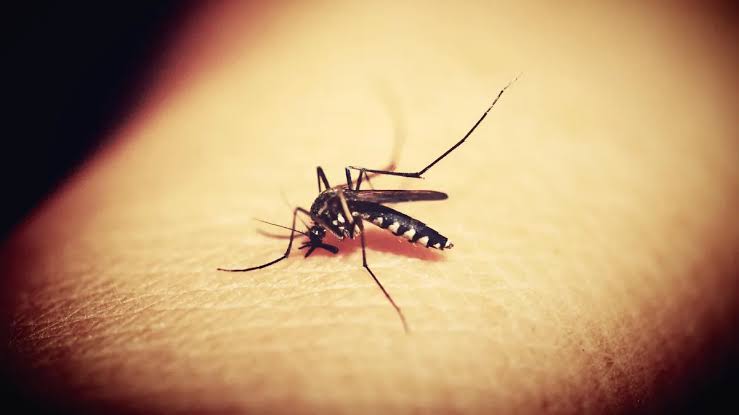 Continúan casos de dengue en la capital  de Durango: van 77 confirmados
