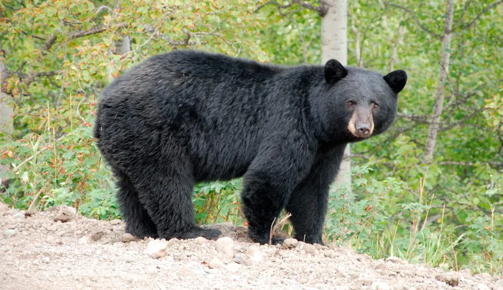 Patrulla de osos en Nuevo León: protección y convivencia responsable