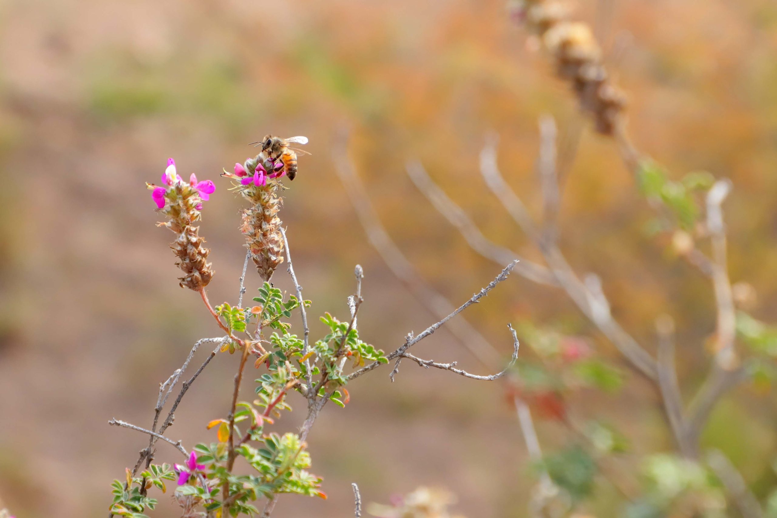 Abejas, constructoras de un futuro sostenible: investigador de la UAA