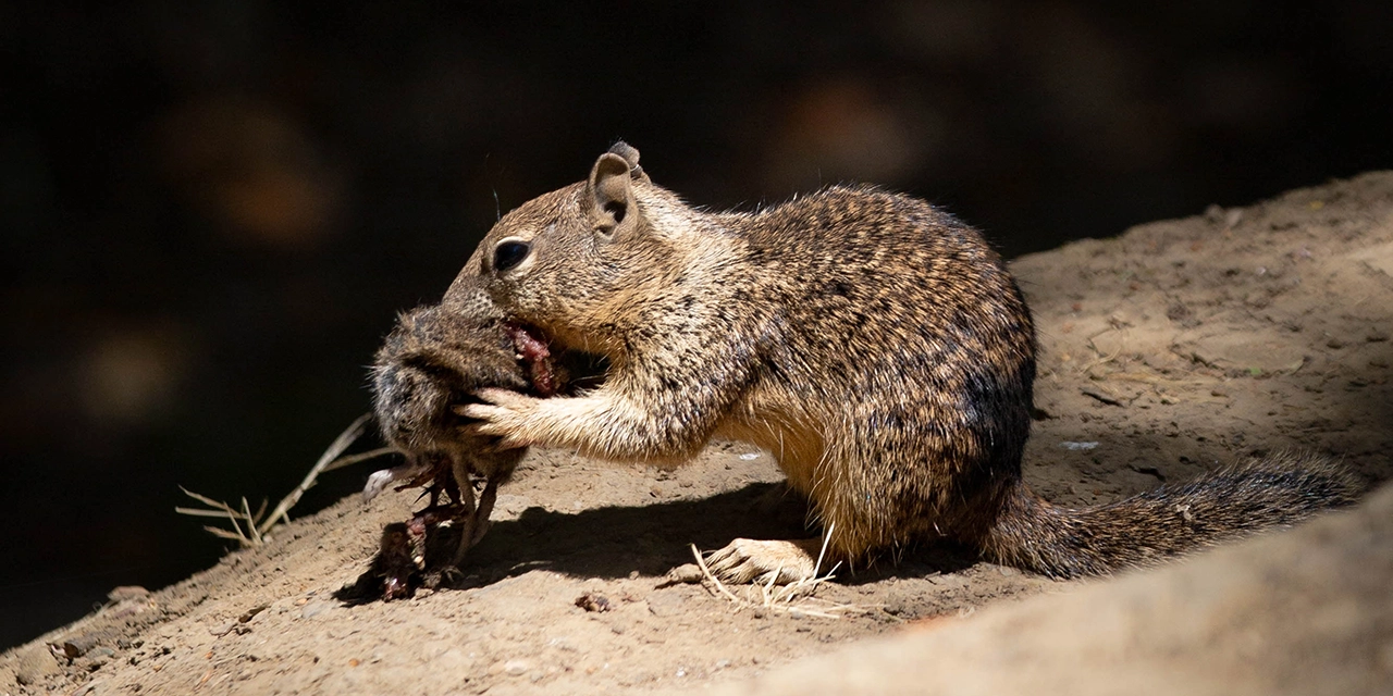 De adorables a carnívoras letales: las ardillas cazan y devoran ratones