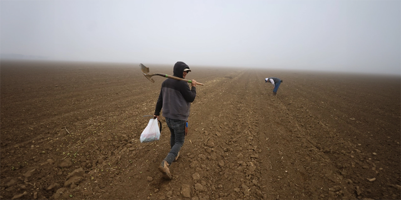A los agricultores de EUA les preocupa que Trump deporte a los campesinos inmigrantes