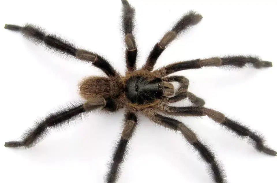 Científicos descubren una nueva especie de tarántula gigante; sus patas parecen plumeros